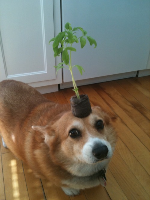 Corgis, the best treatment for depression
