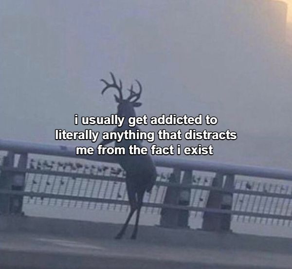 Oh deer