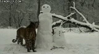 Tigers hate winter fun