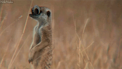 Why yes, googly eyes DO make everything better