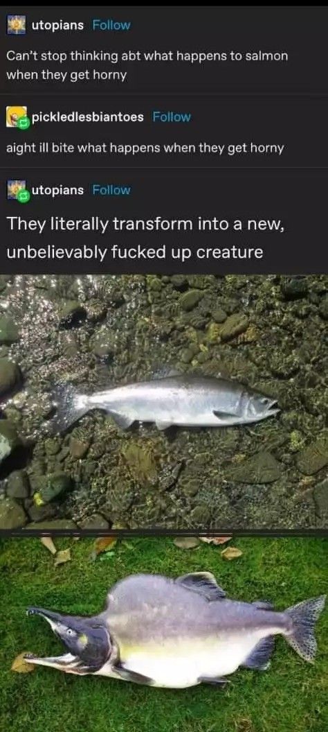horny fish