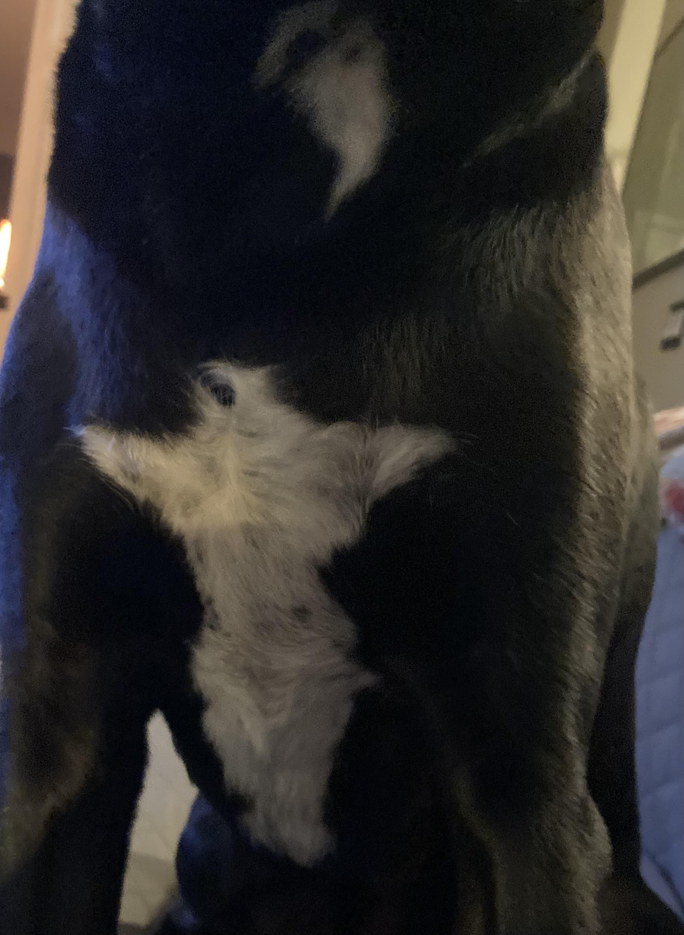 I think my dog is giving me a Rorschach Test, I’m seeing Yoda or Mogwai on his chest.