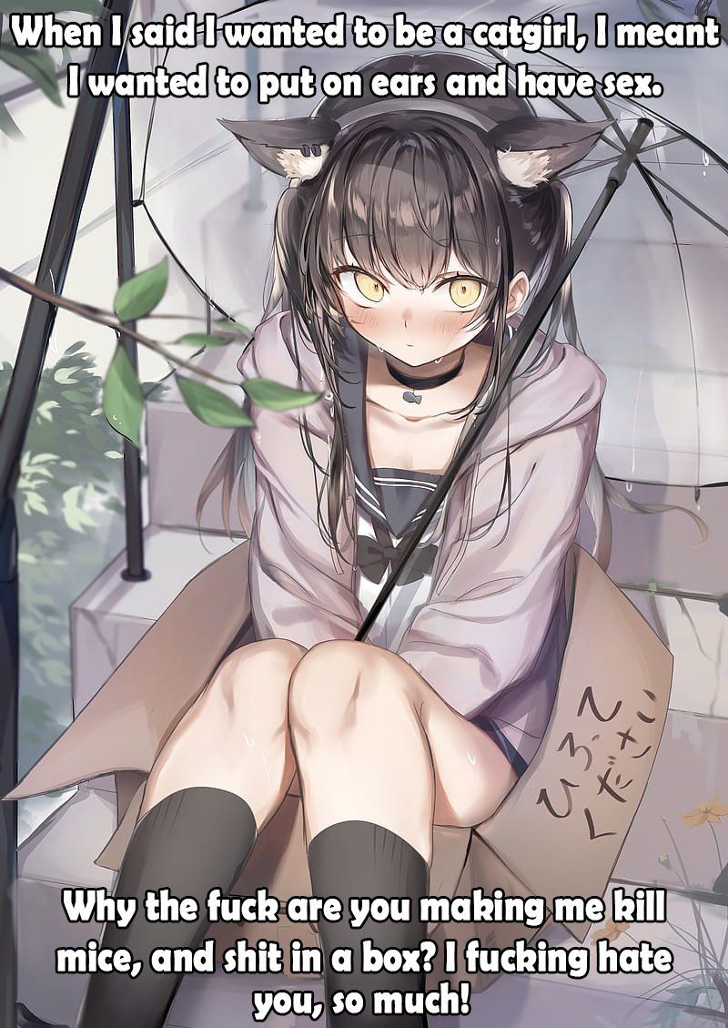 Cat 2