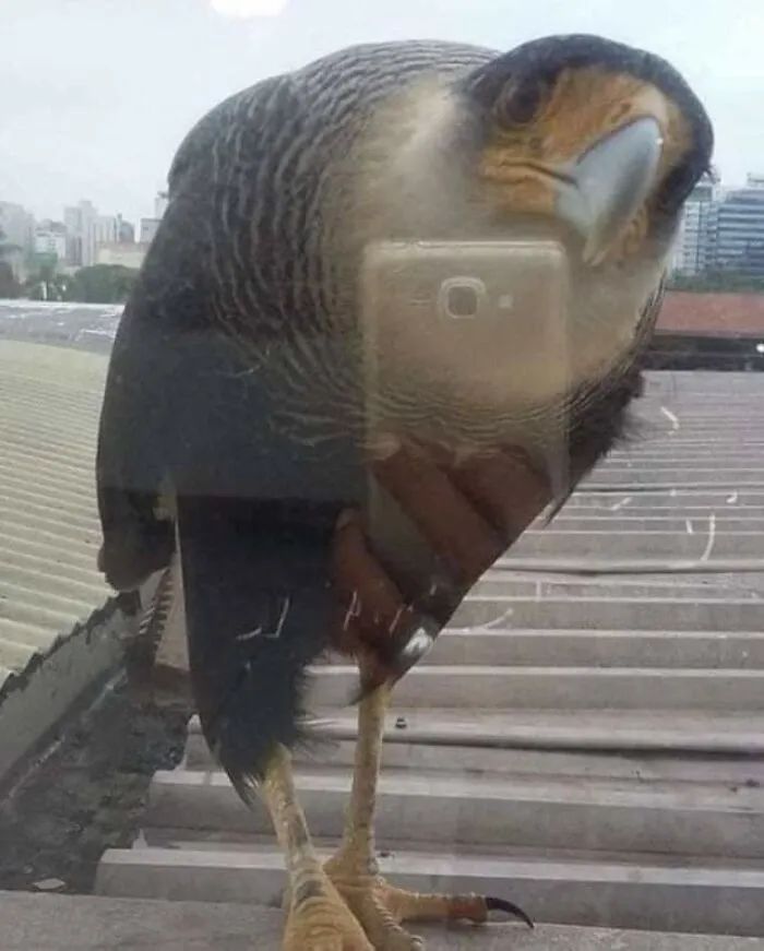 The bird is taking a selfie.