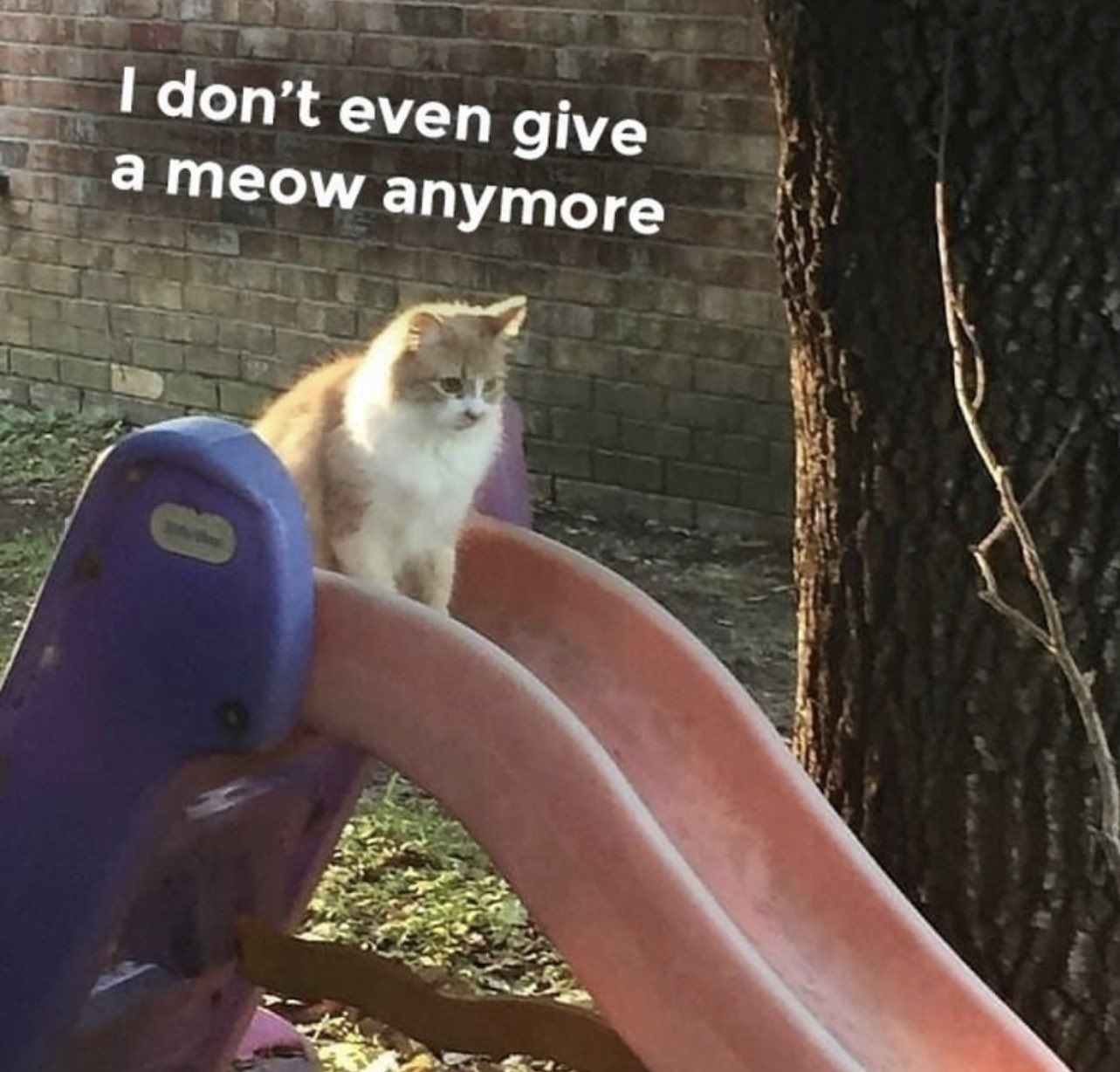 Meow