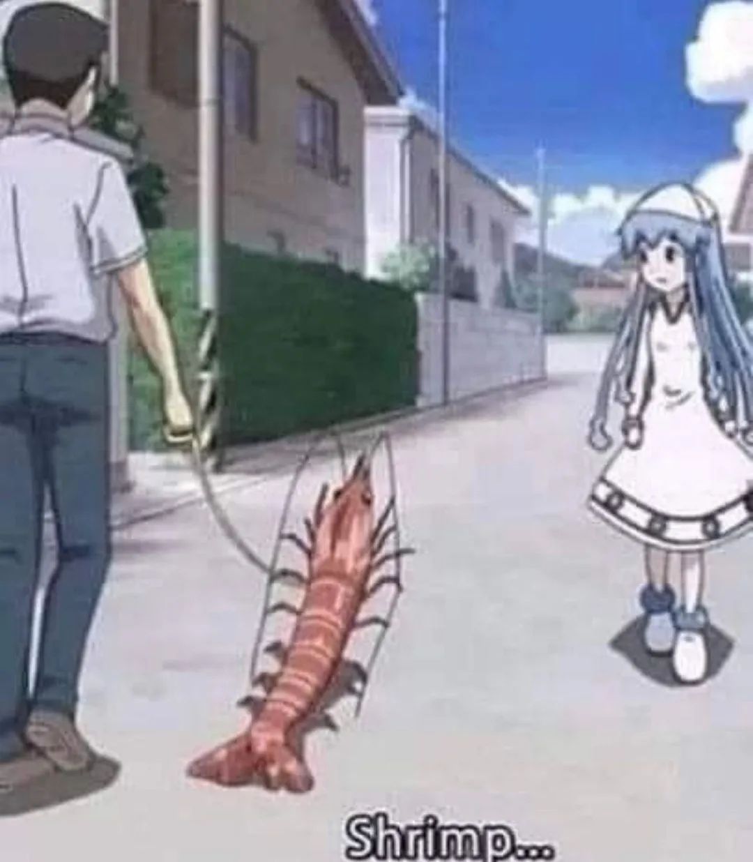 Shrimp