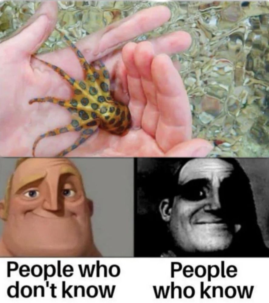 I found a cool octopus!