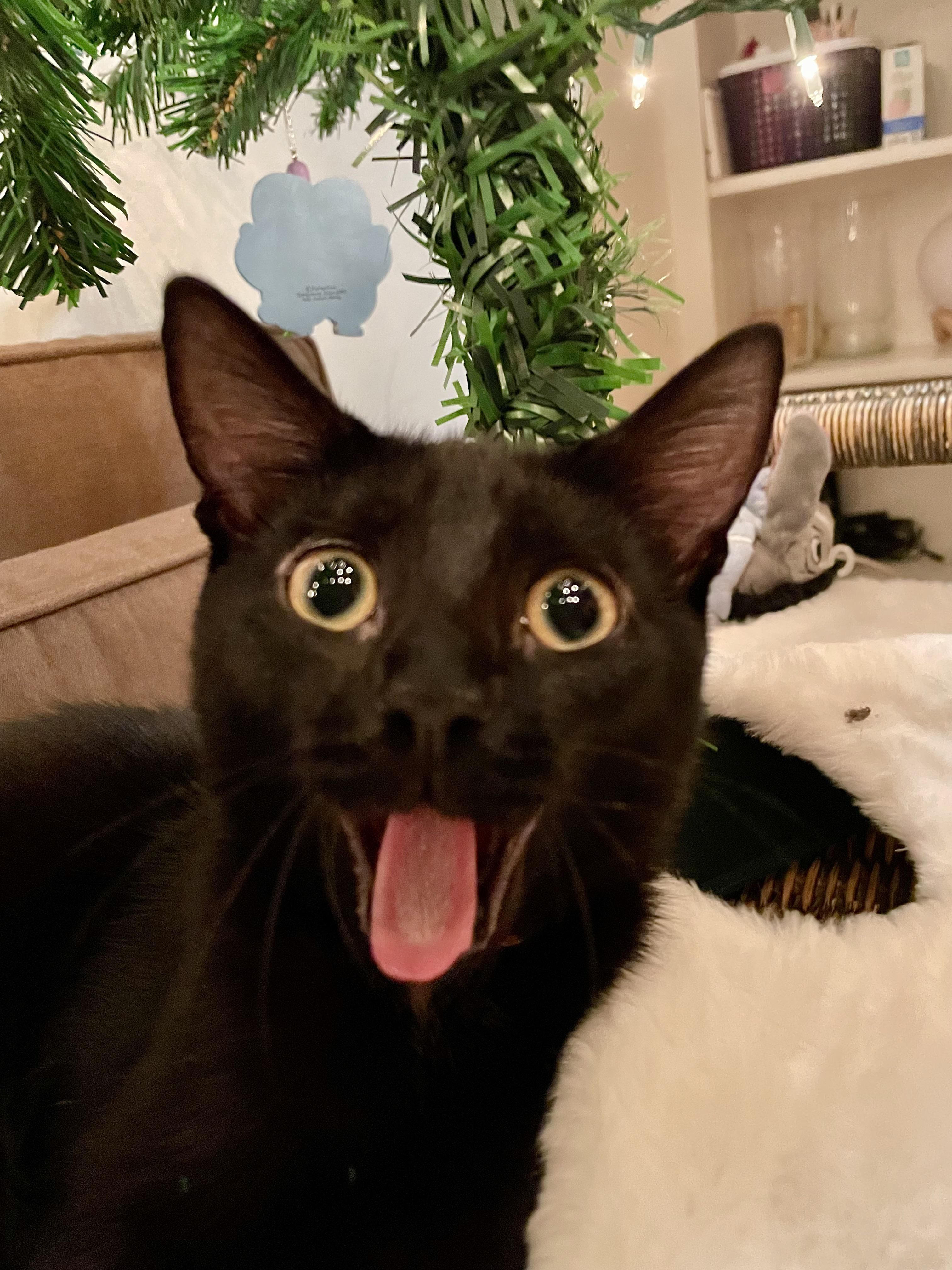 Caught my cat mid-yawn
