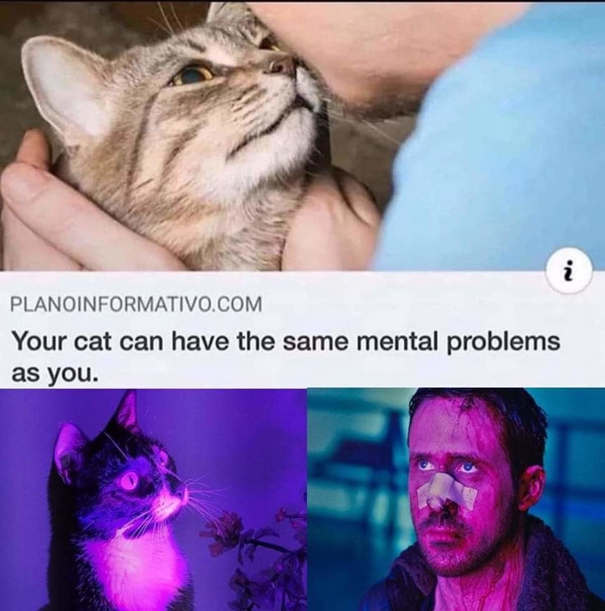 gato