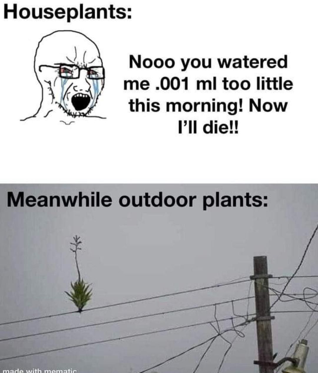 plants be like: