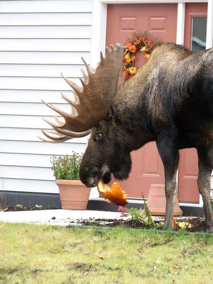 Damn moose eating my pumpkin.