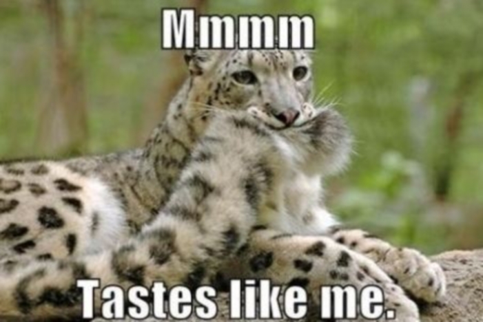 Ohm nom nom nom nom