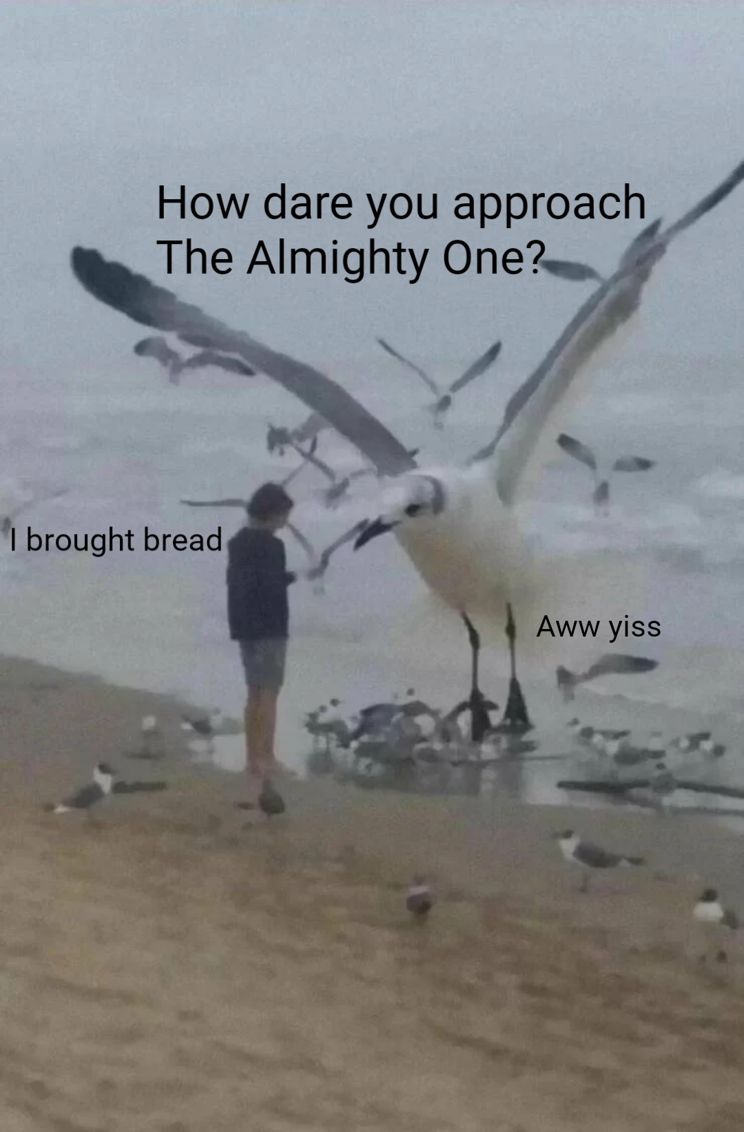 mighty seagull of the sea