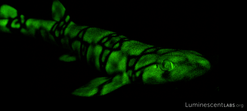 Bioluminescent shark