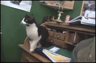 Go home cat, you're drunk!