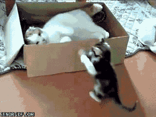 Keep Ya Paws Off My Box