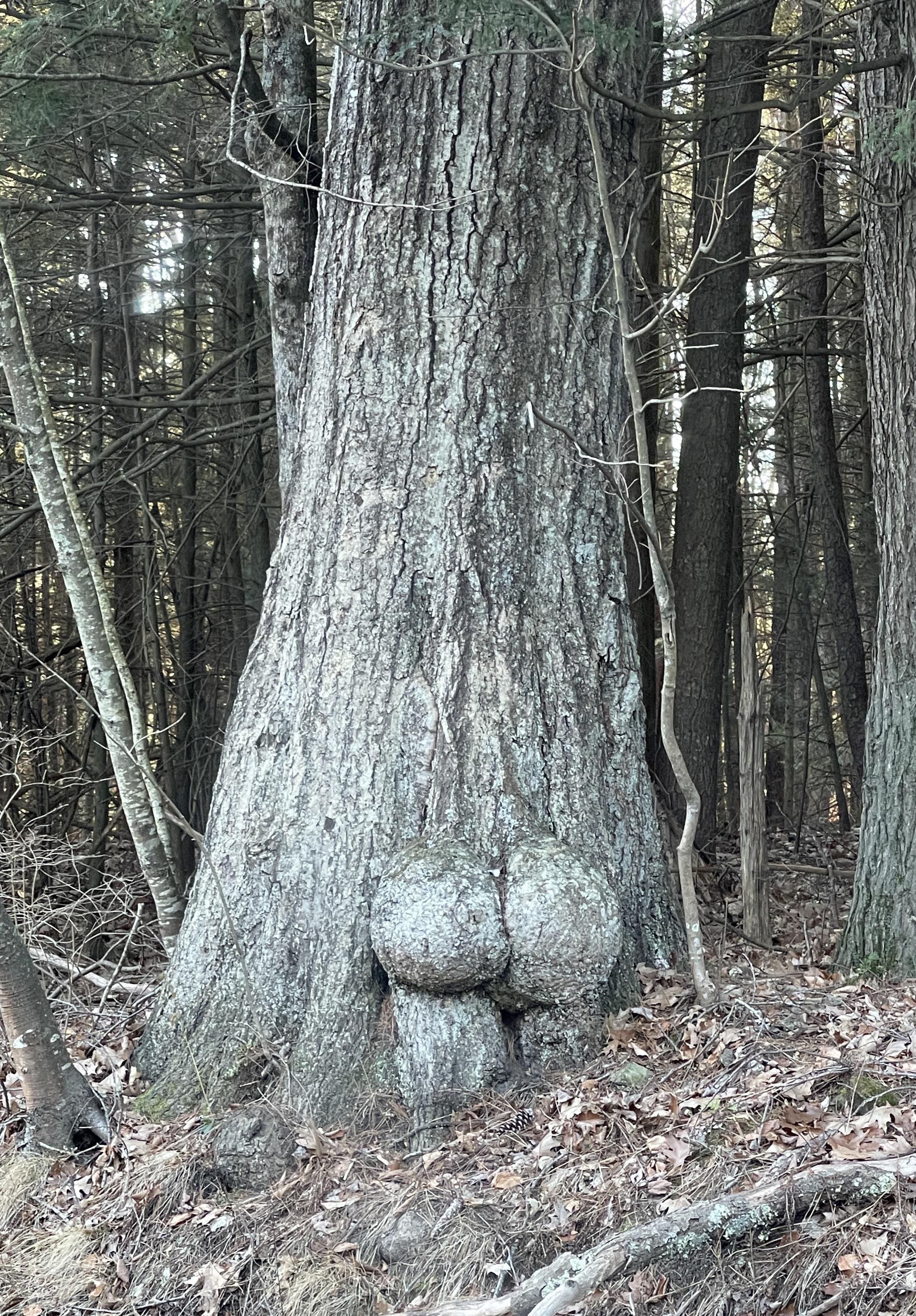Big ass tree I found today