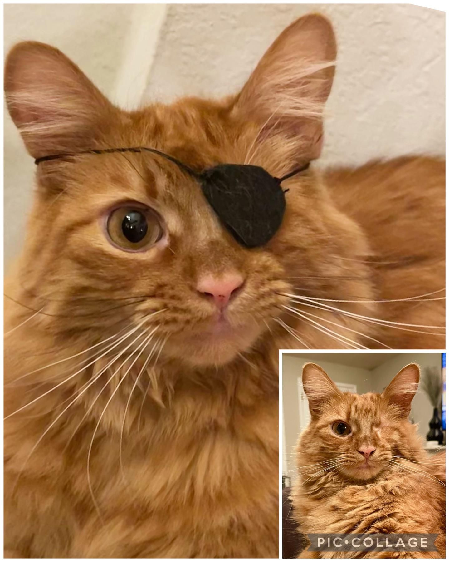 I made my cat an eyepatch and he rocked it.
