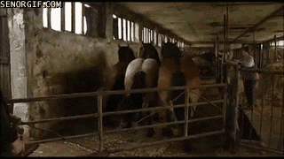 Fukk your fence, I'm a horse!