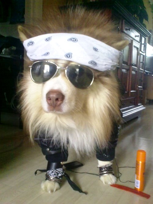 Rock And Woof All Night
