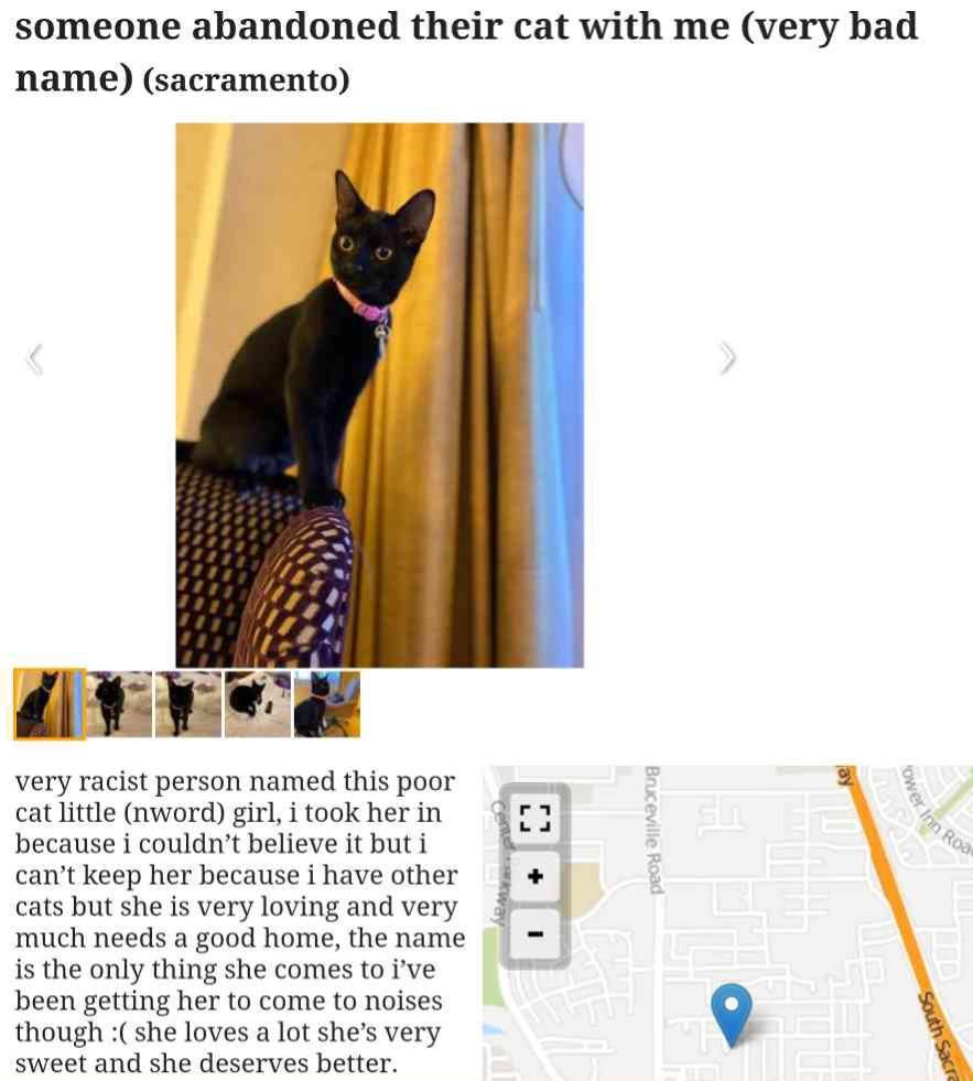 Boyfriend and I were looking at cats and found this listing.