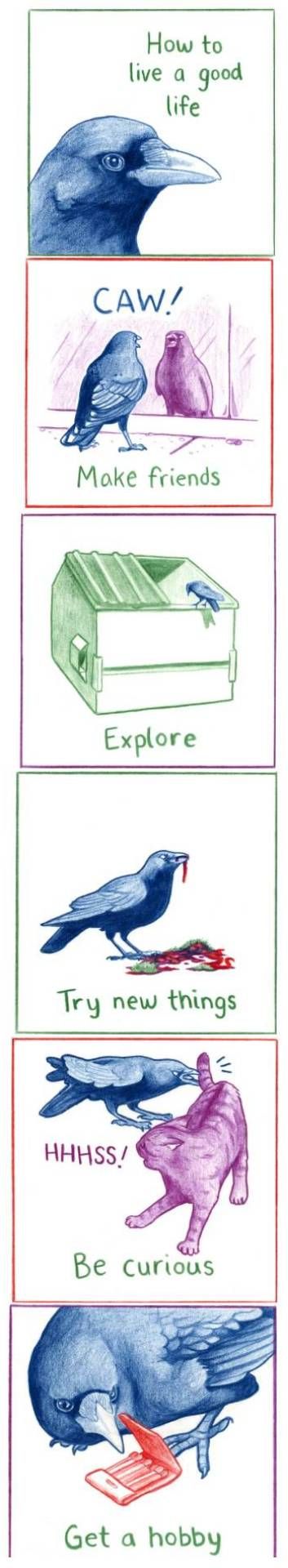 Life according to a crow