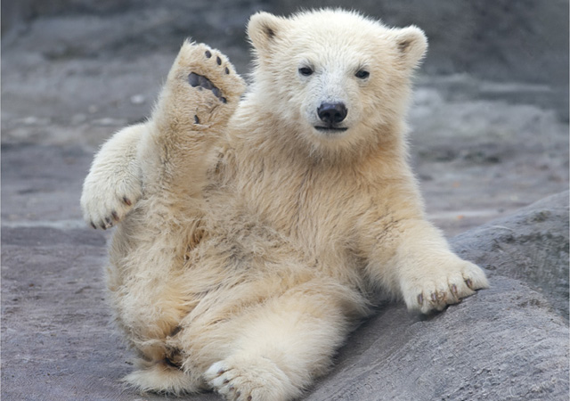Even polar bears are doing it!