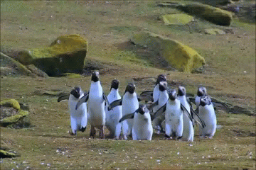 Stupid Penguins, think theyre Kangaroos and stuff