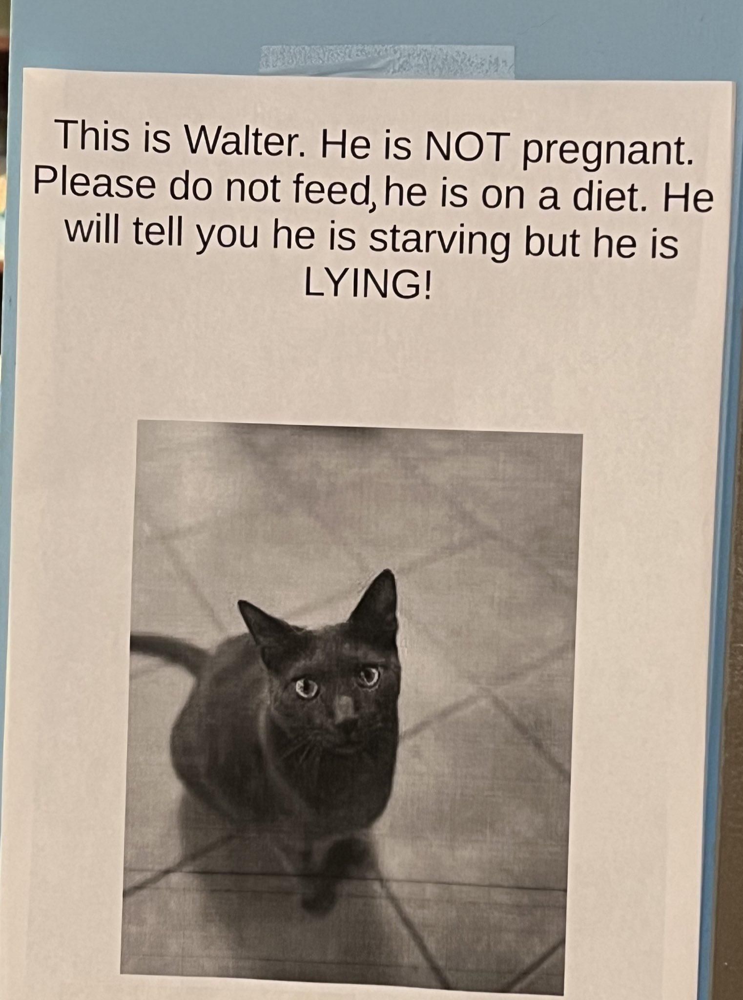 Walter is not pregnant!
