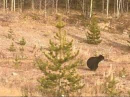 undeniable proof that bears shit in the woods..