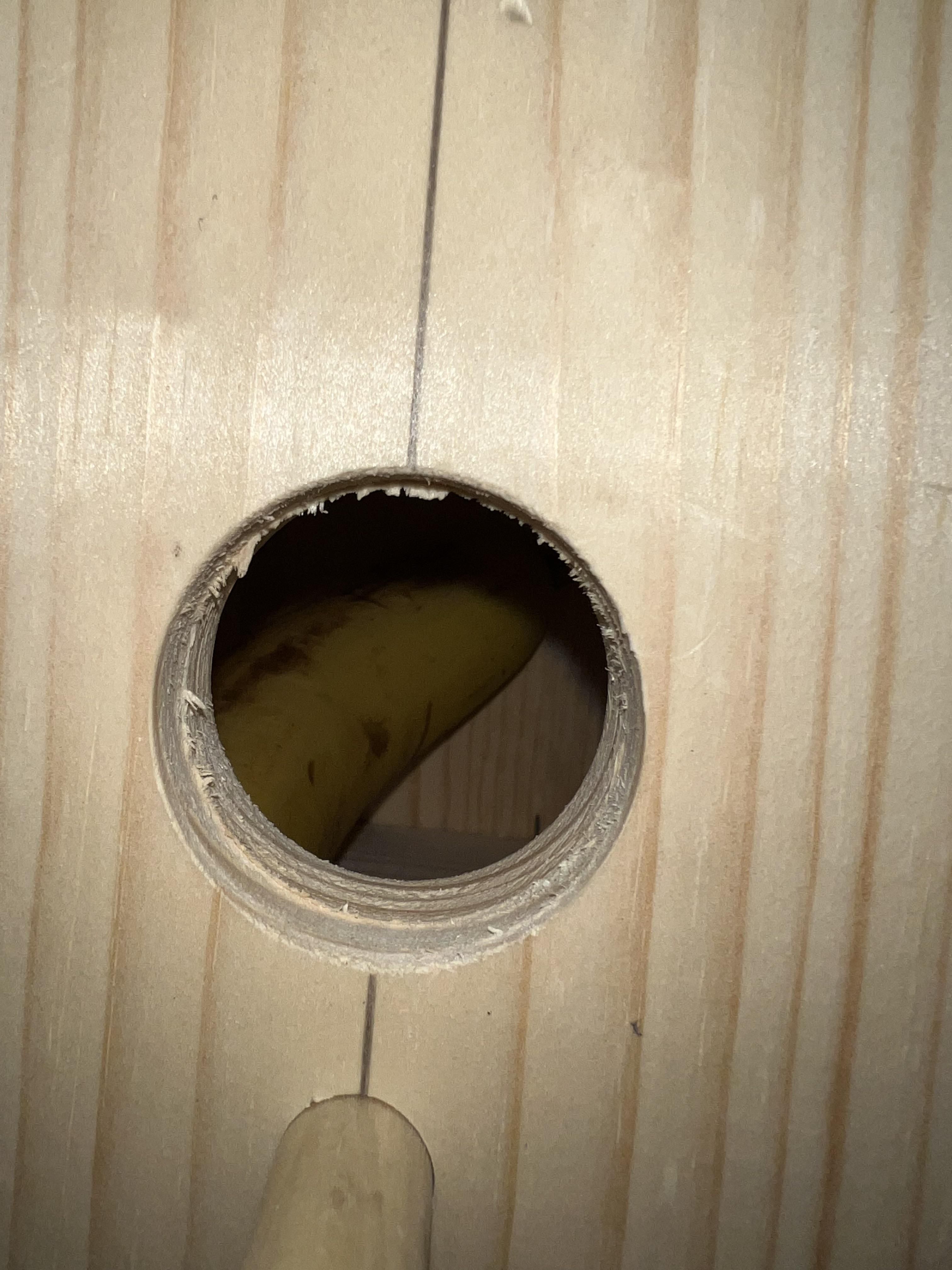 Built a birdhouse with my 4 year. Accidentally sealed a banana in