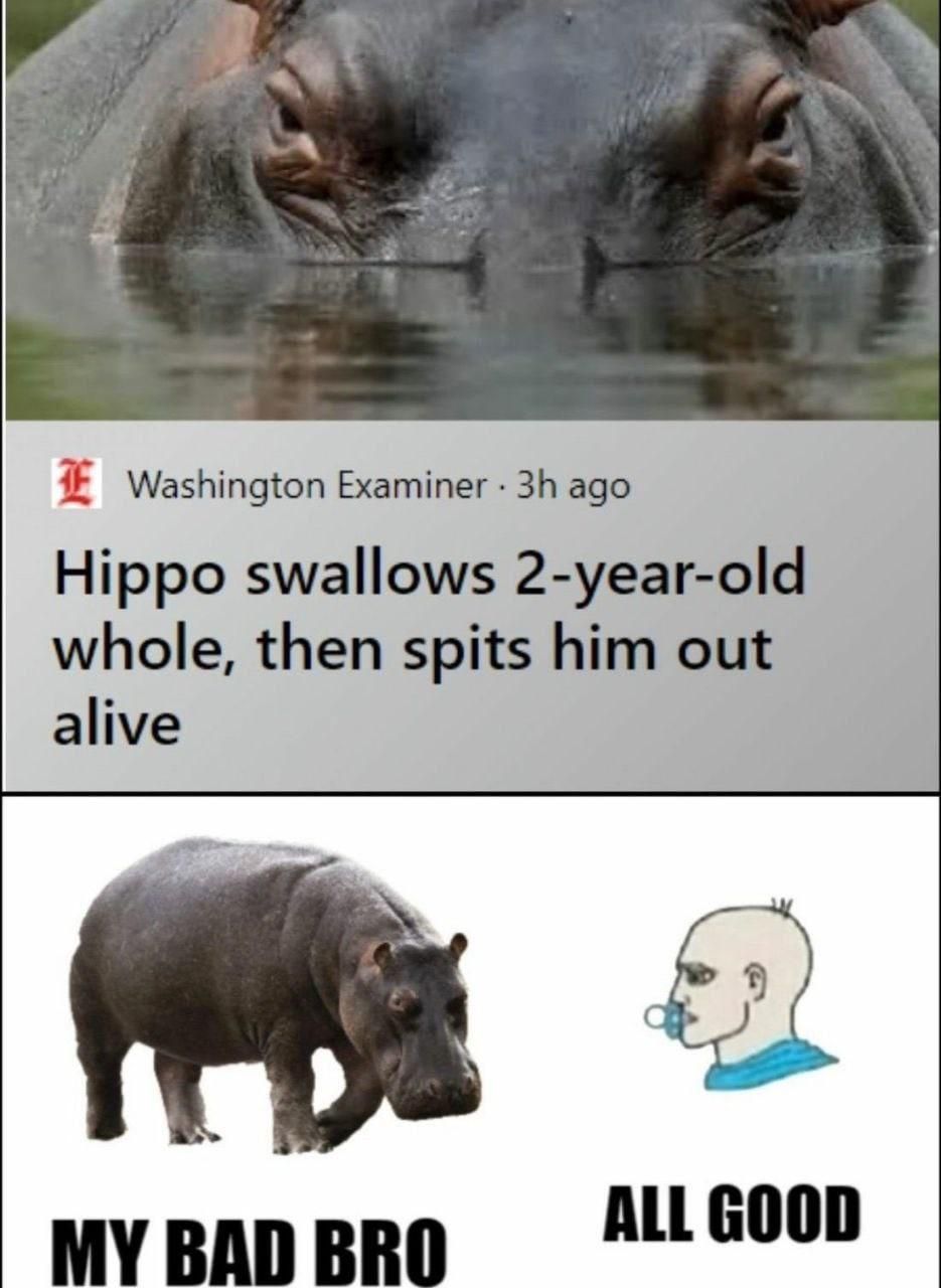 Hippo did it on accident