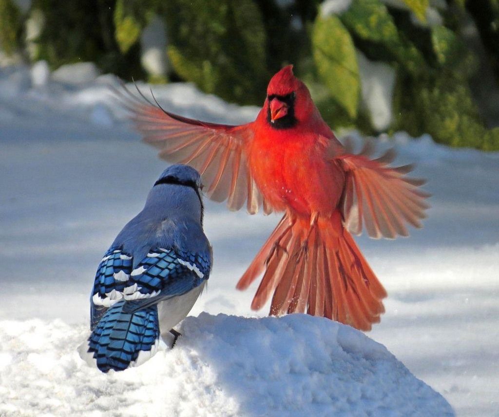 A flair up of Blood/Crips street violence. Los Angeles, 1982, colorized.