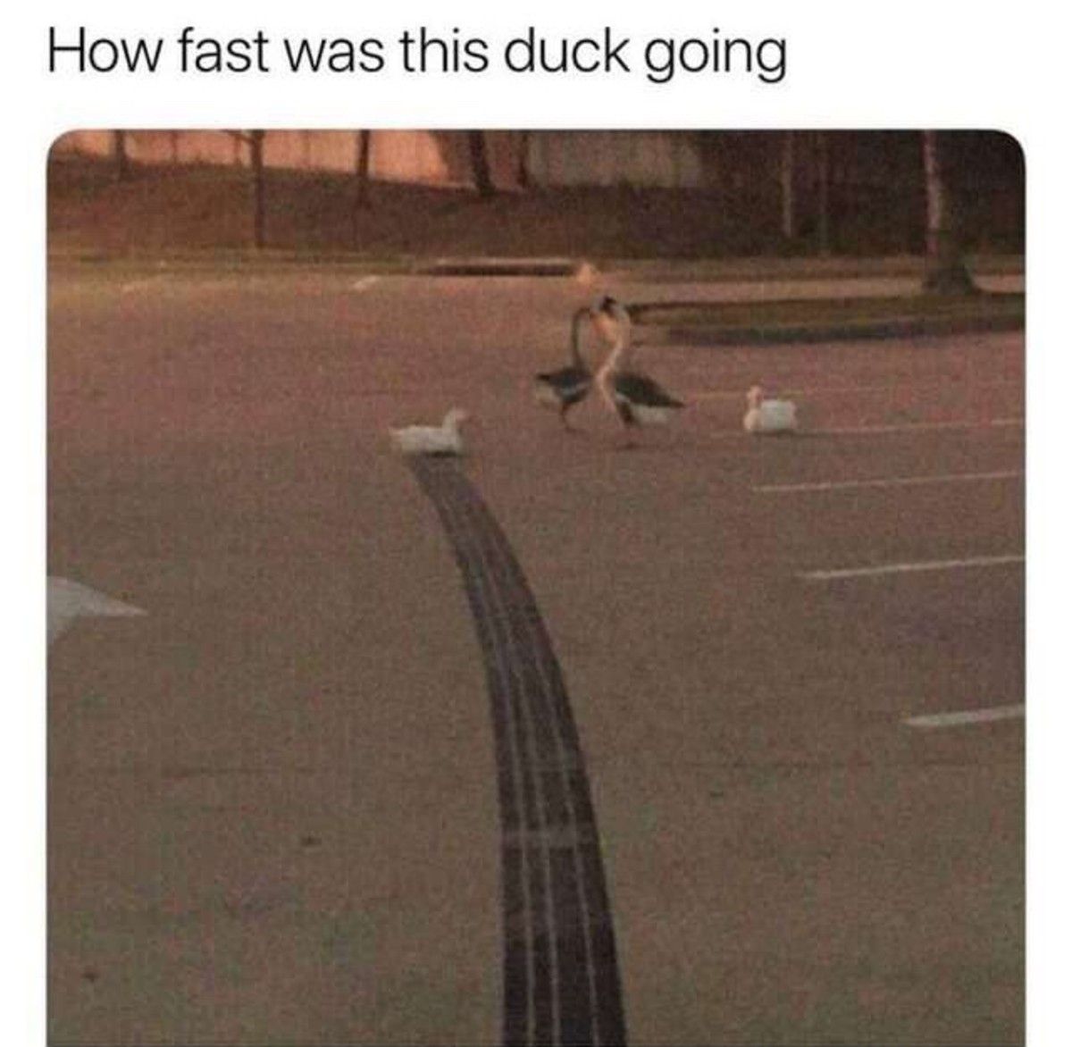 Ducks do not care about speed limit laws