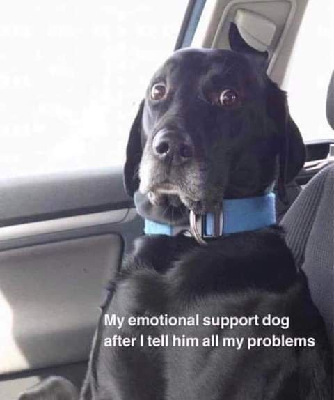 Don't worry I'm getting him an emotional support dog.
