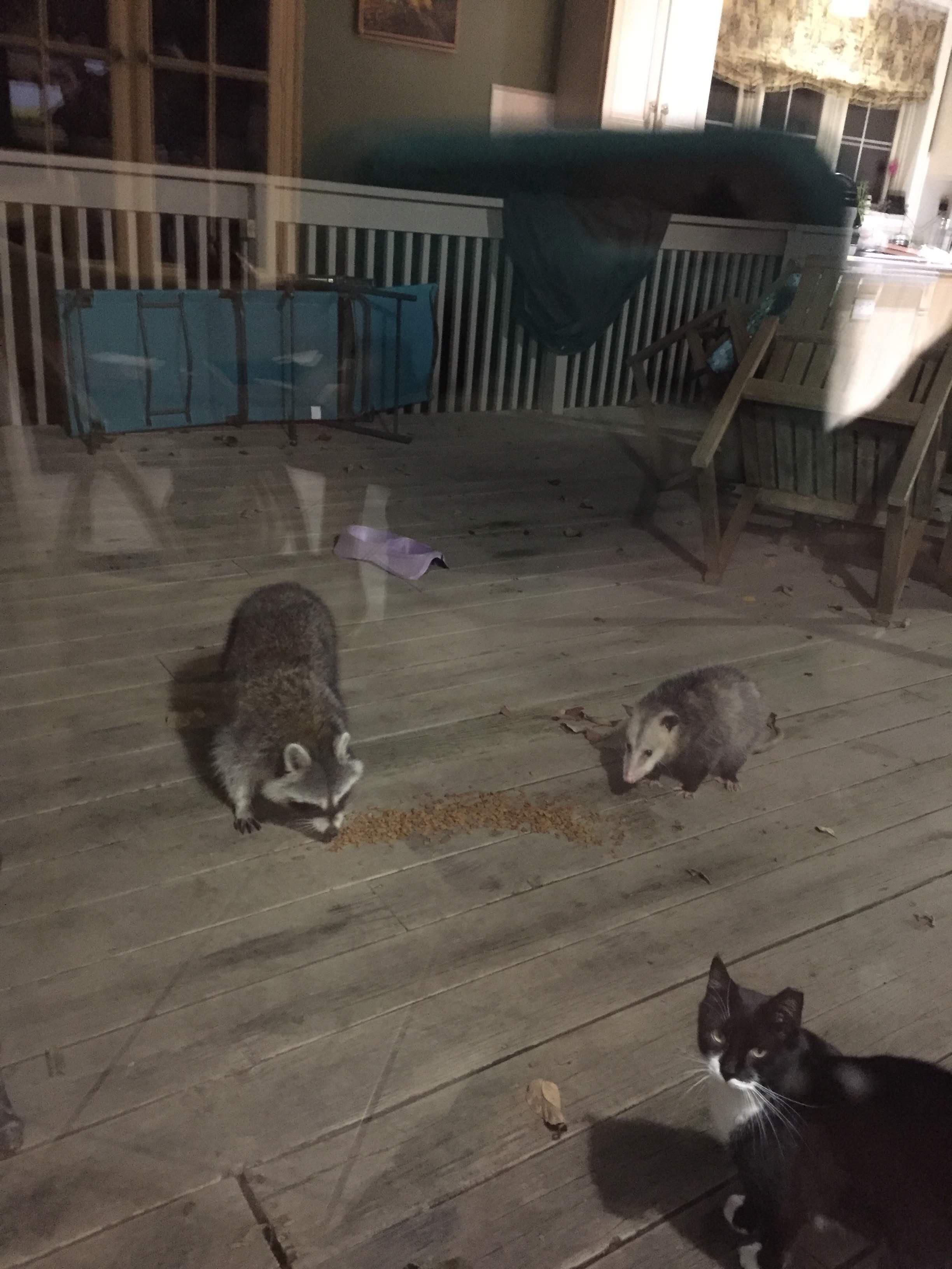 Unexpected visitors partaking of the cat food we put out for the strays.