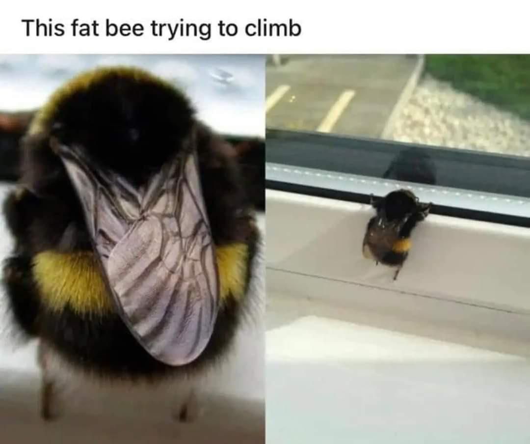 Honey, bee careful