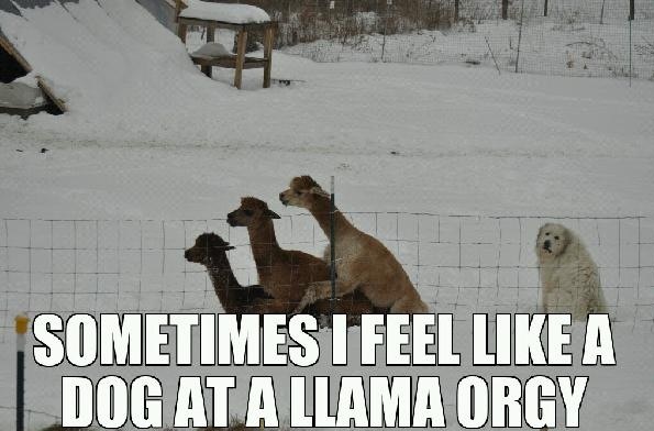 Sometimes I feel like a dog at a llama orgy