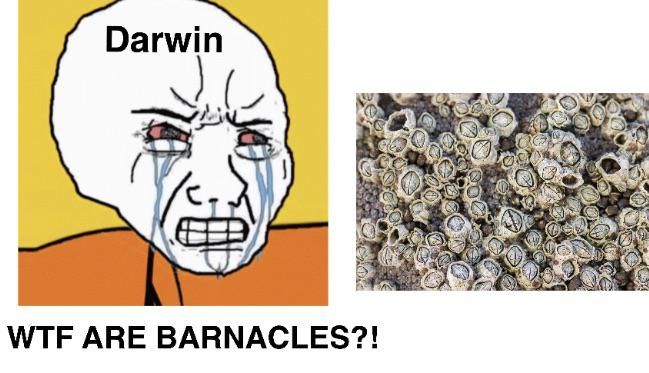 Darwin ***ing hates bancales
