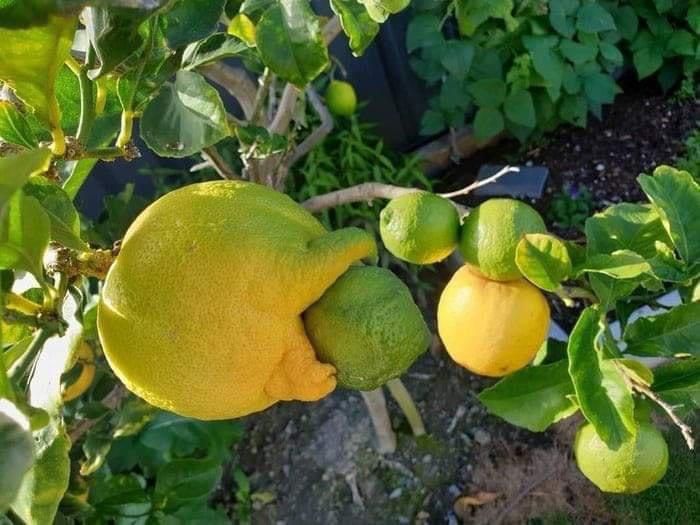 A wild lemon eats a lime for sustenance