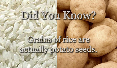 Fun fact