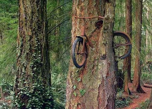 A Boy went to war in 1914, left his bike chained to a tree