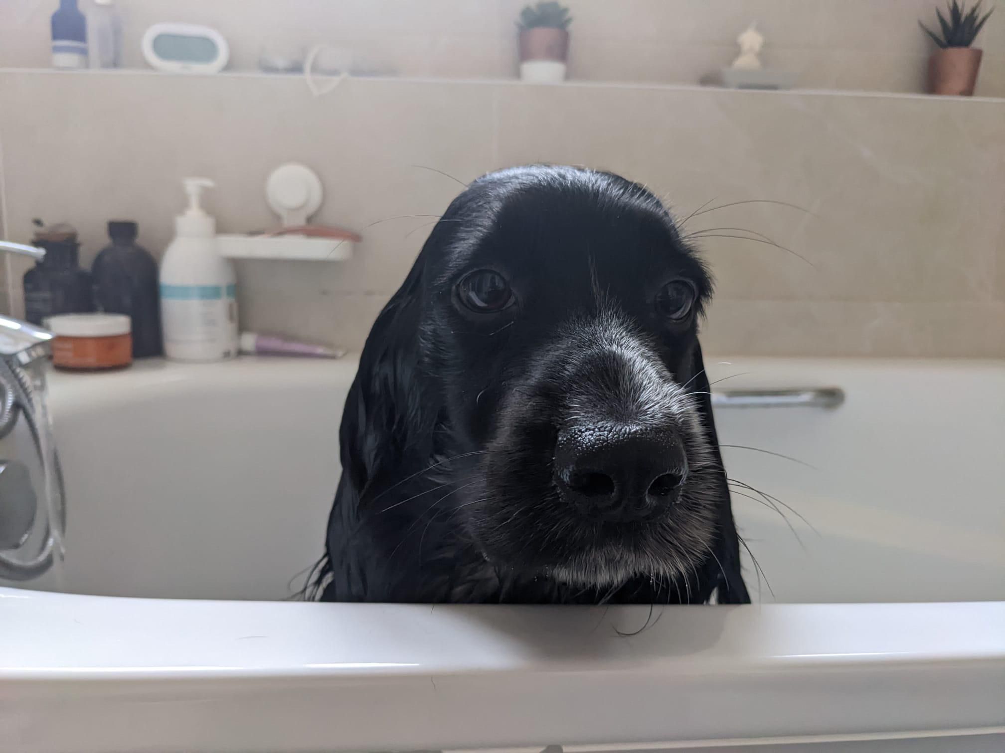 My dog looks very philosophical when he’s being bathed.