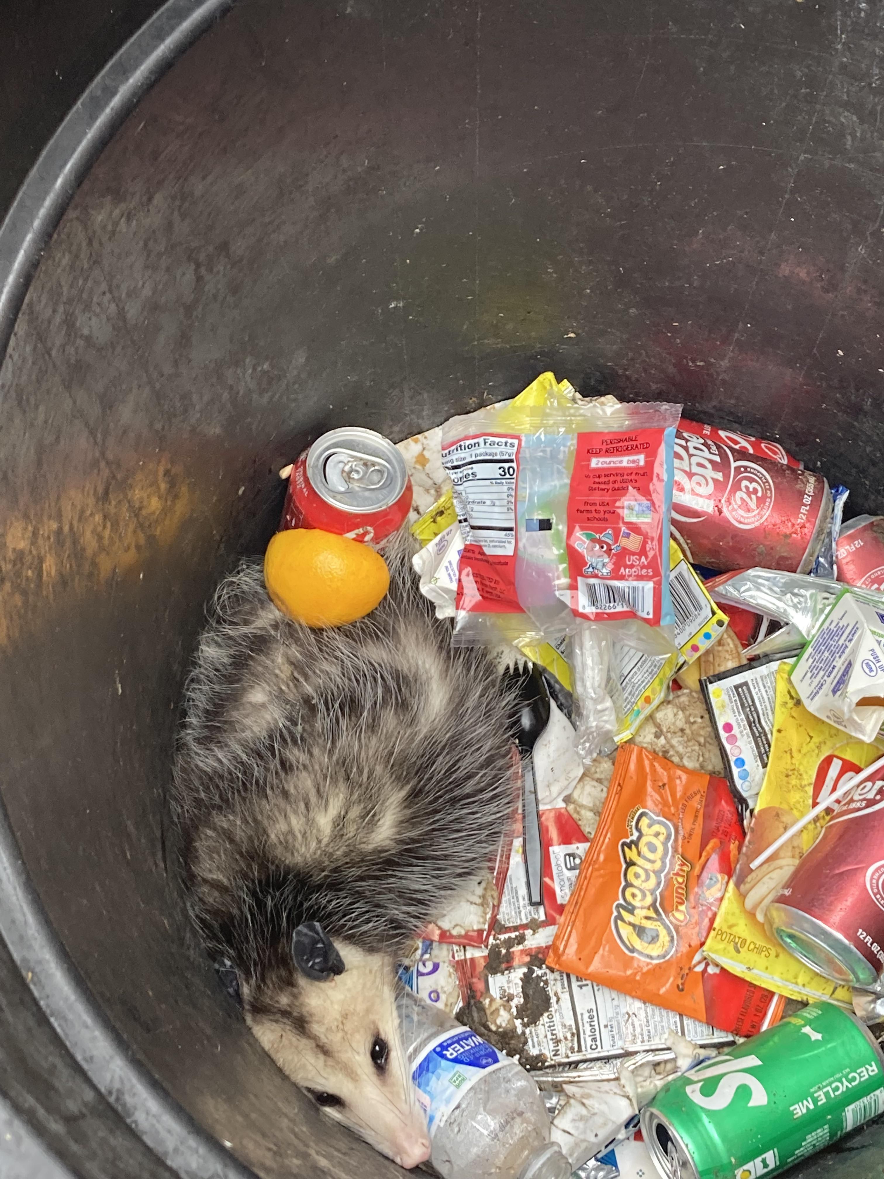 there’s a possum in the trash can