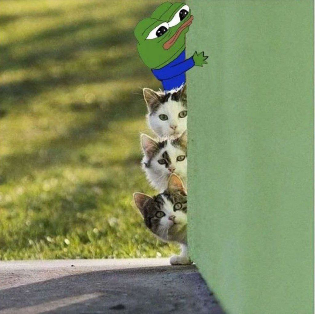Pepe/apu a day - 404 gato