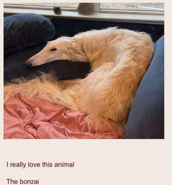 ***
