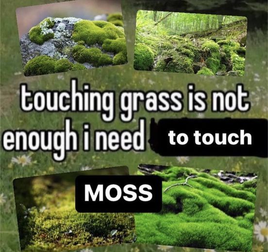 and lichen
