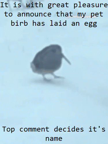 I now have birb in birb egg