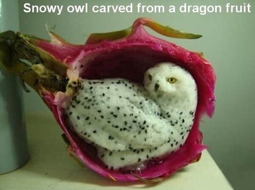 Snow owl carved out of a dragonfruit