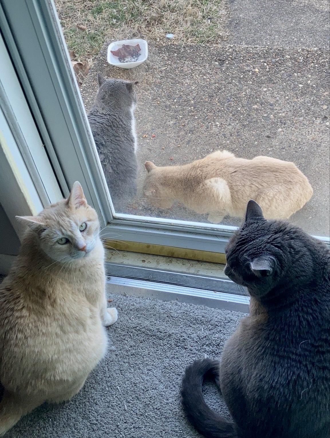 My outdoor stray cats look like my indoor house cats’ stand-ins